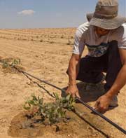 Israeli irrigation